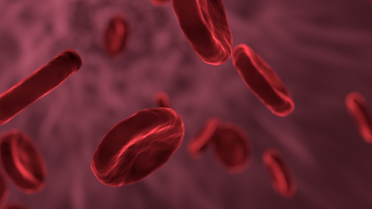 Des globules rouges dans le sang. // Source : Pixabay (photo recadrée)
