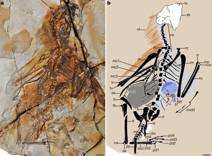 Le fossile de l'Ambopteryx longibrachium. // Source : Nature, Min Wang, Jingmai K. O’Connor, Xing Xu & Zhonghe Zhou Le fossile de l'Ambopteryx longibrachium. // Source : Nature, Min Wang, Jingmai K. O’Connor, Xing Xu & Zhonghe Zhou