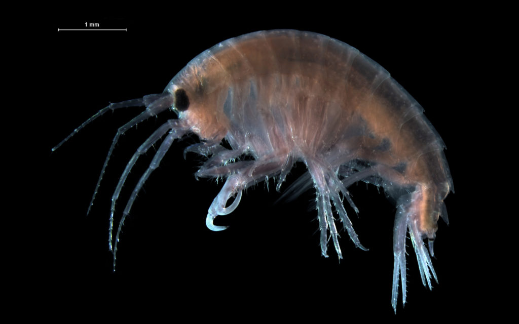 Un amphipode. // Source : Wikimedia/CC/Hans Hillewaert (photo recadrée)