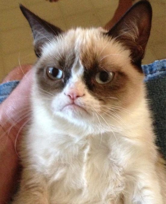 Le Grumpy Cat Originel Le Grumpy Cat Originel
