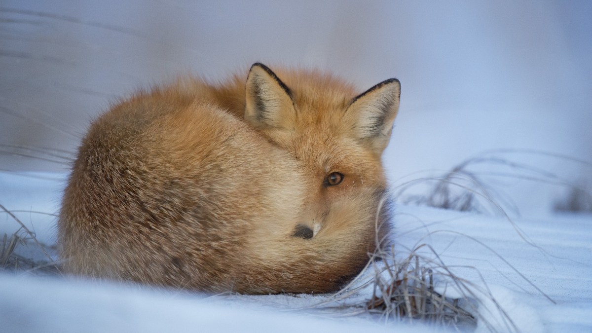 Un renard. // Source : Pixabay (photo recadrée)