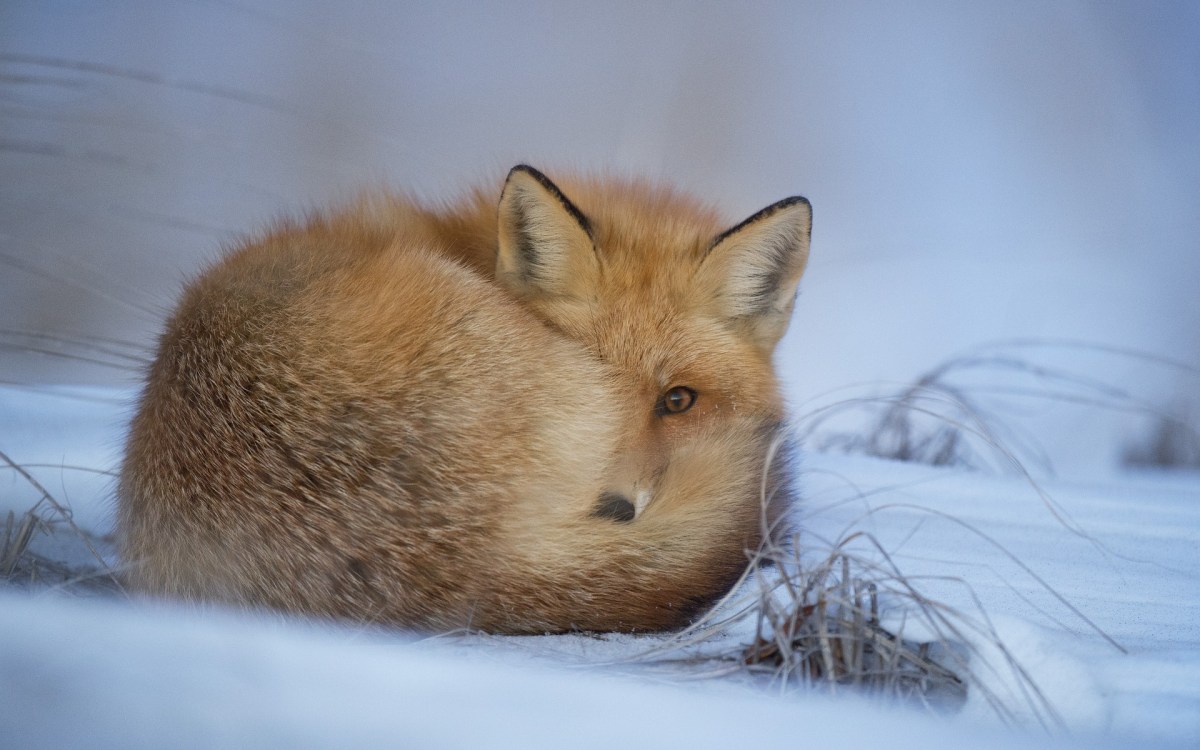 Un renard. // Source : Pixabay (photo recadrée)