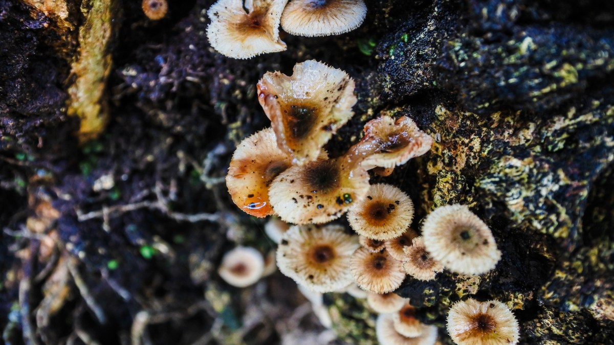 Des champignons. // Source : Pxhere/CC0 Domaine public (photo recadrée)