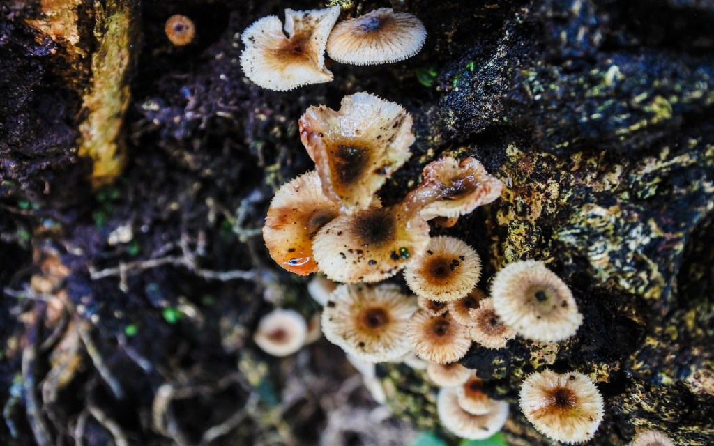 Des champignons. // Source : Pxhere/CC0 Domaine public (photo recadrée)