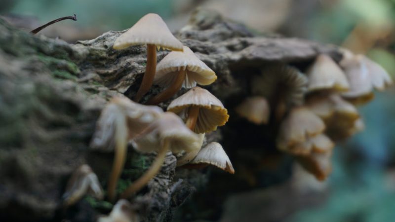 À San Francisco, la cueillette de champignons hallucinogènes gagne les campus de la tech