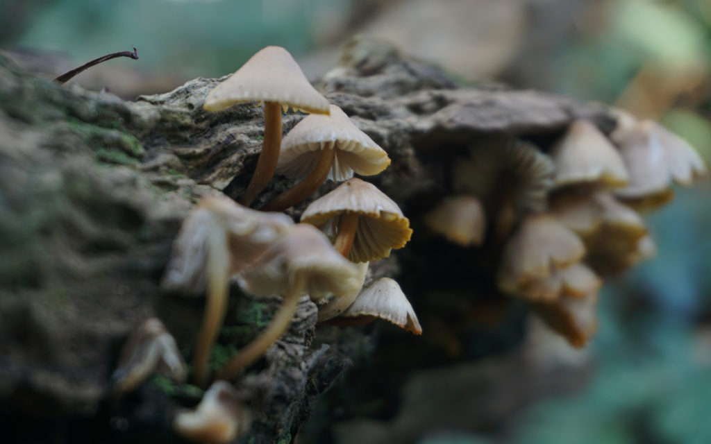 Des champignons dans une forêt. // Source : Pixabay (photo recadrée)
