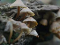 Des champignons dans une forêt. // Source : Pixabay (photo recadrée) Des champignons dans une forêt. // Source : Pixabay (photo recadrée)