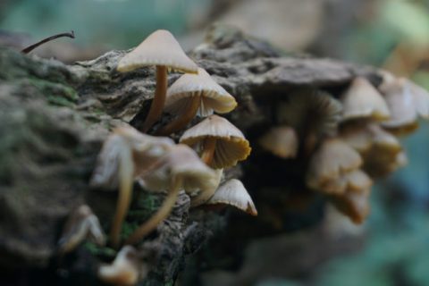 Des champignons dans une forêt. // Source : Pixabay (photo recadrée)