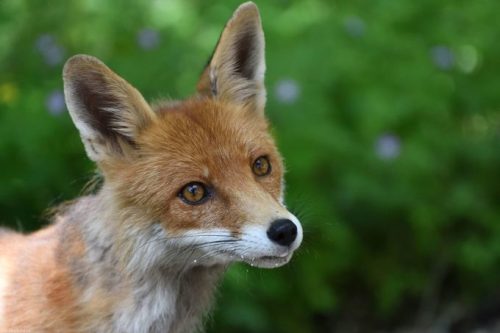 Un renard dans la zone protégée de Tchernobyl. // Source : Wiki Commons