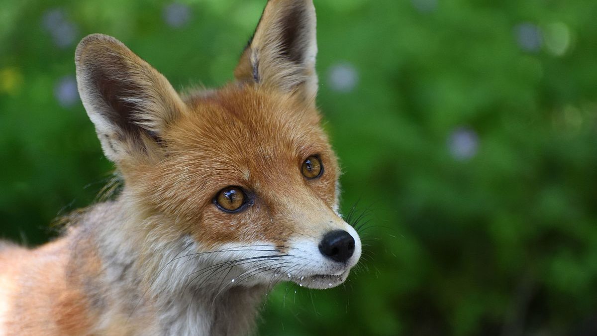 Un renard dans la zone protégée de Tchernobyl. // Source : Wiki Commons