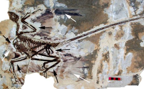 Un fossile de dinosaure. // Source : Wikimedia/CC/David W. E. Hone, Helmut Tischlinger, Xing Xu, Fucheng Zhang (photo recadrée)