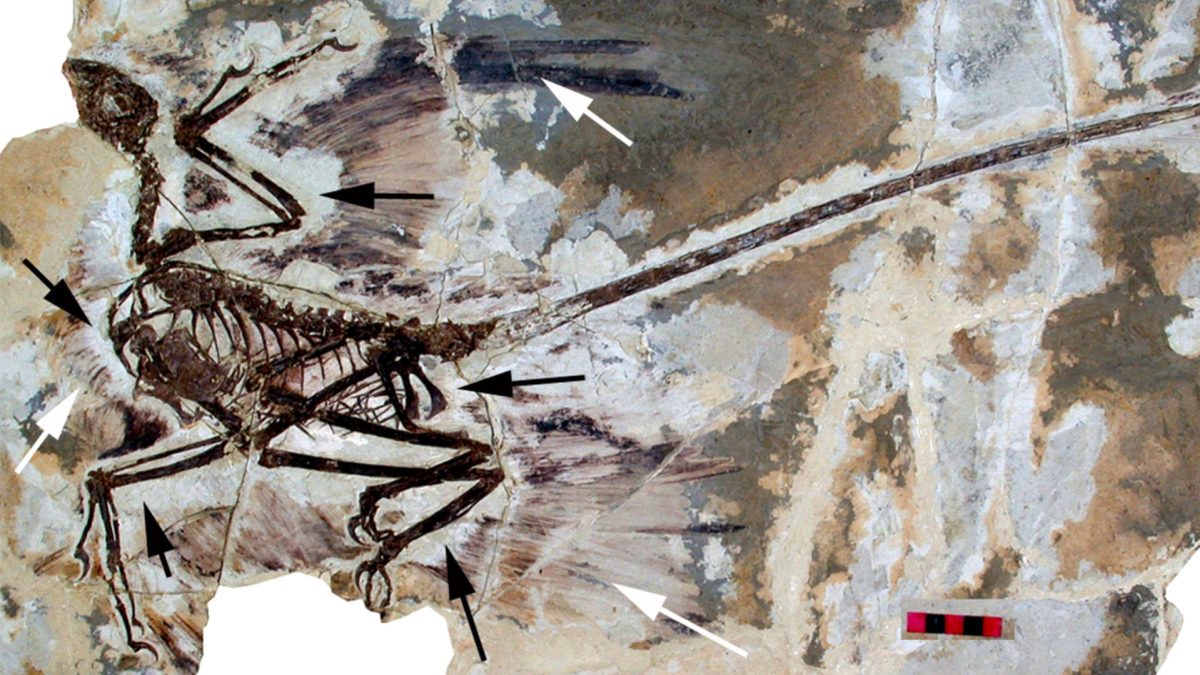 Un fossile de dinosaure. // Source : Wikimedia/CC/David W. E. Hone, Helmut Tischlinger, Xing Xu, Fucheng Zhang (photo recadrée)