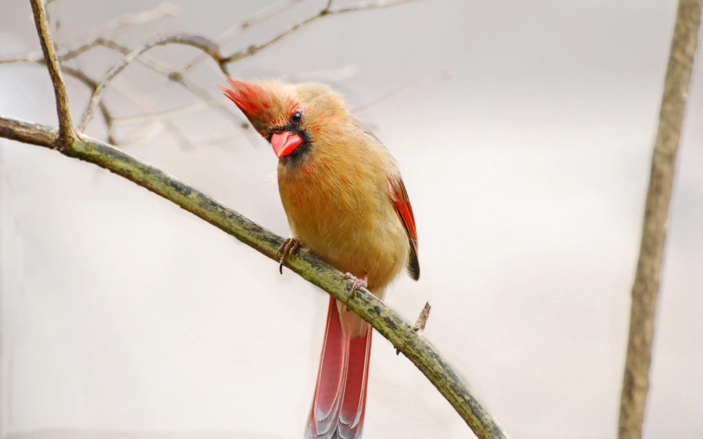 Un Cardinal rouge. // Source : Pixabay (photo recadrée)