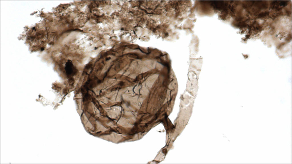 Les plus vieux champignons connus. // Source : Université de Liège