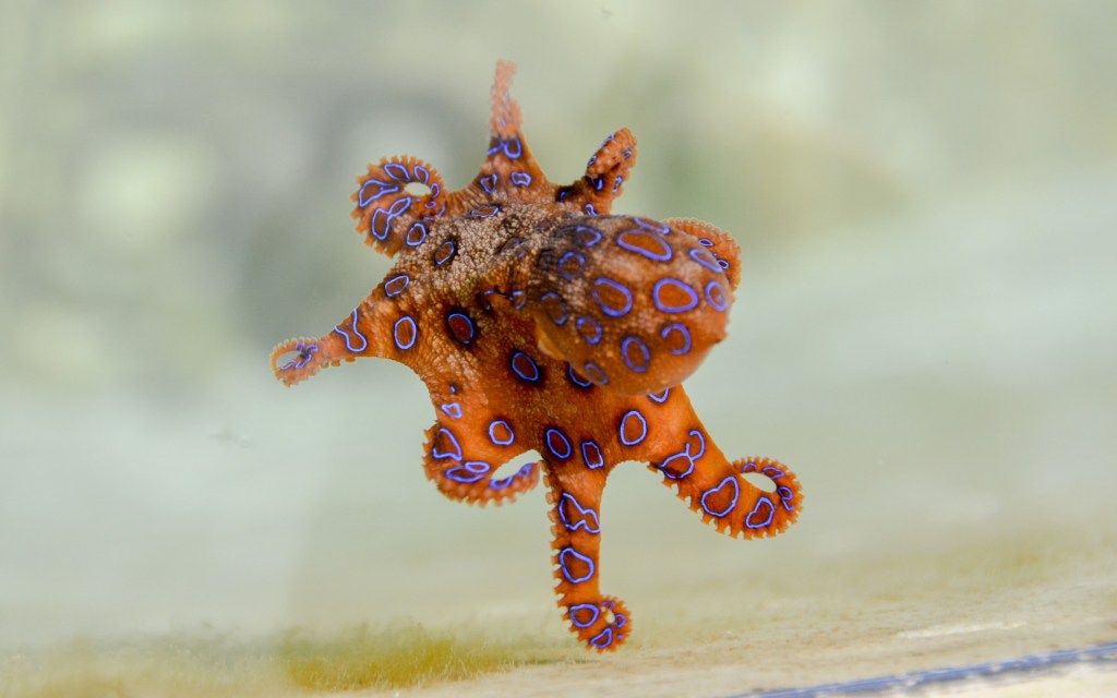 Une pieuvre. // Source : Pixabay (photo recadrée)