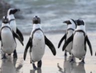 Des pingouins. // Source : Pxhere/CC0 Domaine public (photo recadrée)