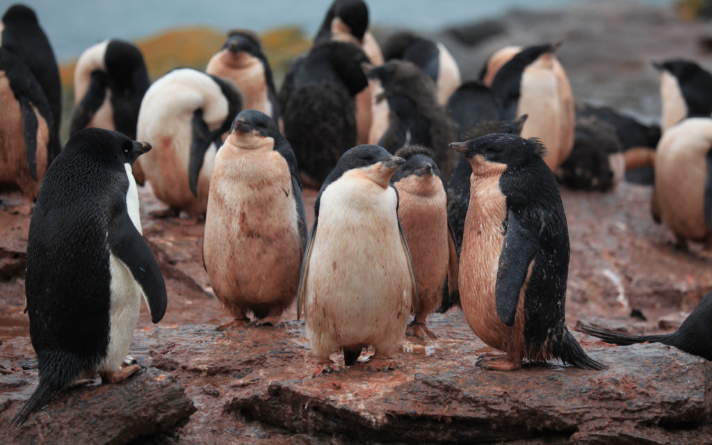 Des pingouins couverts par leurs excréments. // Source : Flickr/CC/Liam Quinn (photo recadrée)