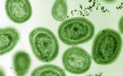 Une culture de Prochlorococcus. // Source : Flickr/Domaine public (photo recadrée)