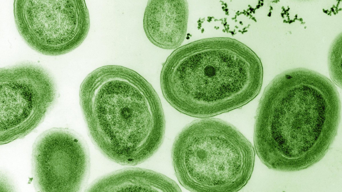 Une culture de Prochlorococcus. // Source : Flickr/Domaine public (photo recadrée)