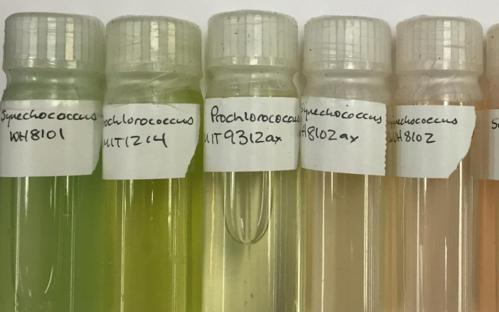 Des cultures de Prochlorococcus (dans les deuxième et troisième tube à gauche). // Source : Wikimedia/CC/Allison Coe (photo recadrée)