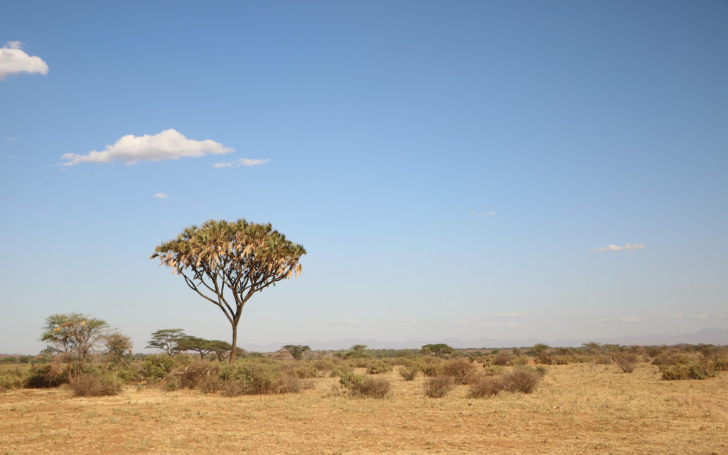 L'évolution du paysage a amené les ancêtres des humains à s'adapter. // Source : Pixabay (photo recadrée)