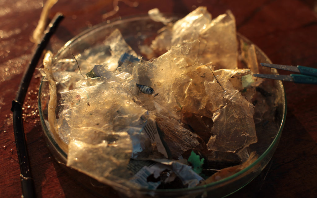 Des organismes et du plastiques collectés en Méditerranée. // Source : Noëlie Pansiot - Fondation Tara Océan (photo recadrée)