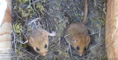 Des souris à Tchernobyl. // Source : Salford University