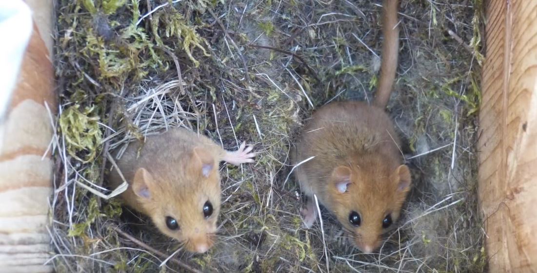 Des souris à Tchernobyl. // Source : Salford University