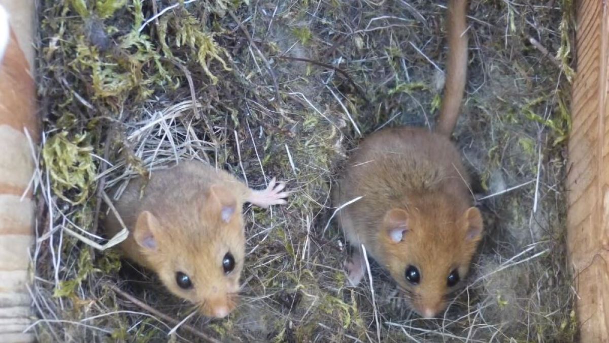 Des souris à Tchernobyl. // Source : Salford University