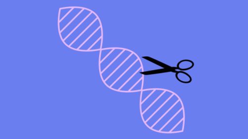 La technique du ciseau génétique CRISPR. // Source : Pixabay, montage Numerama