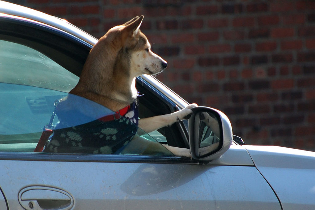 Ceci est un chien dans une voiture. // Source : Wiki Commons