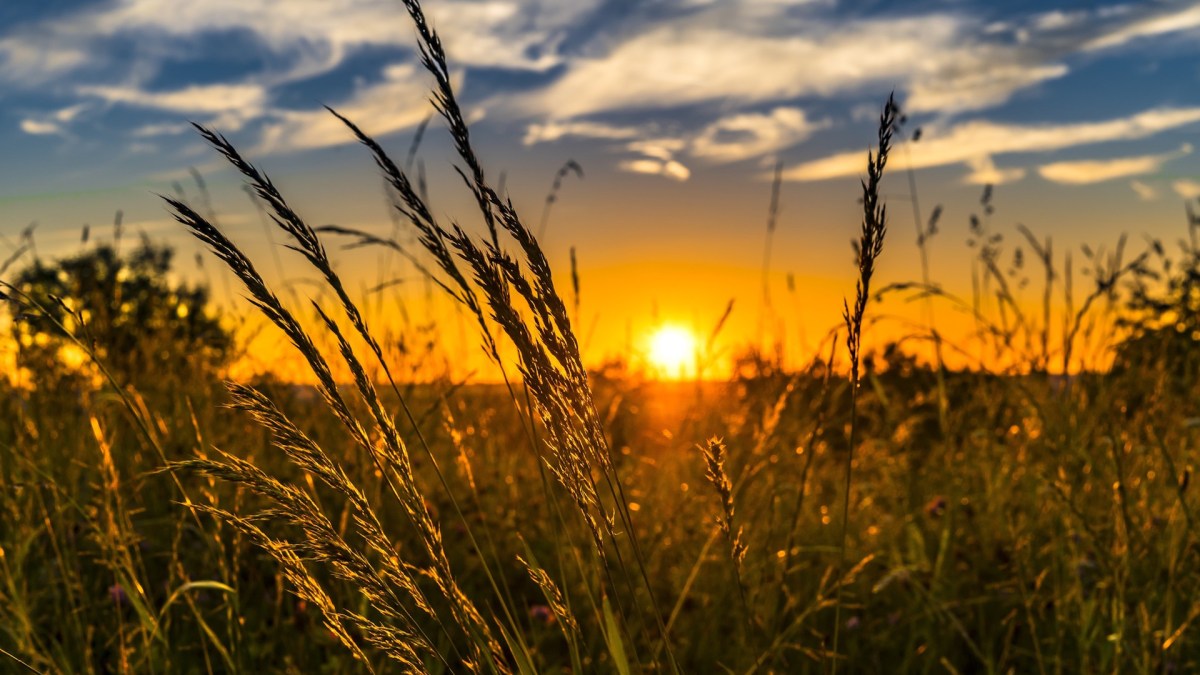 Ce 21 juin 2019, c'est l'été. // Source : Pxhere (photo recadrée)