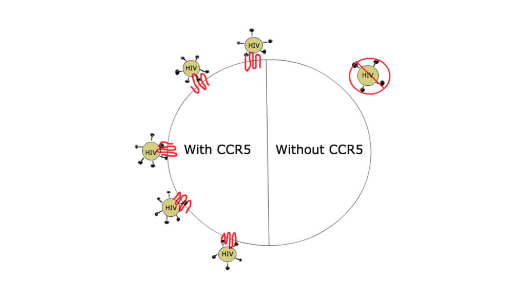 L'effet de la mutation du gène CCR5 sur l'immunité au VIH. // Source : Wikimedia/CC/Phamhh2