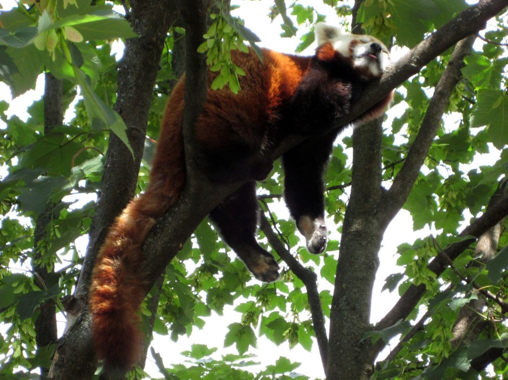 Le terme « Firefox » désigne aussi un panda roux. // Source : Wikipédia