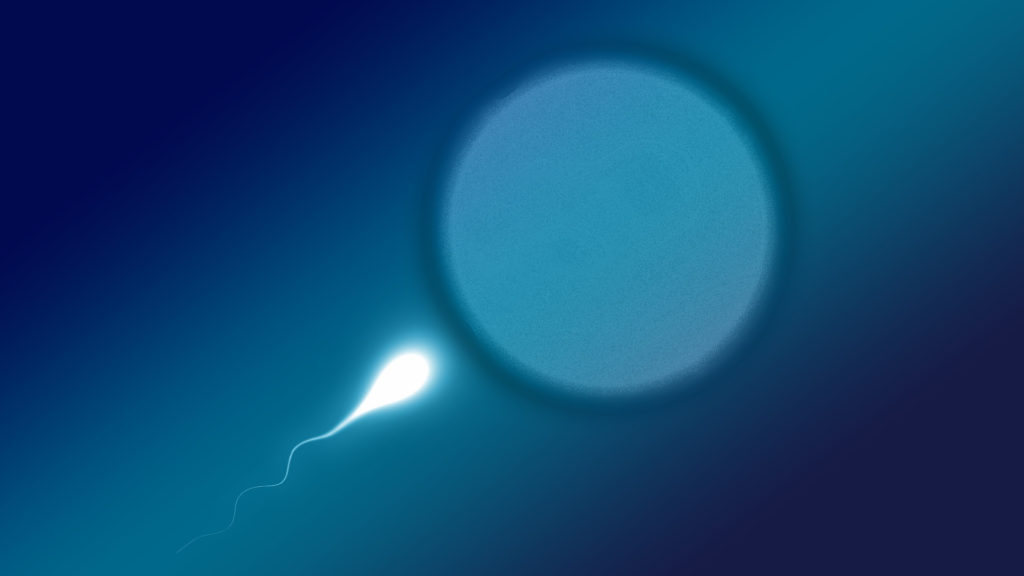 Un ovule et un spermatozoïde. // Source : Pixabay (photo recadrée)