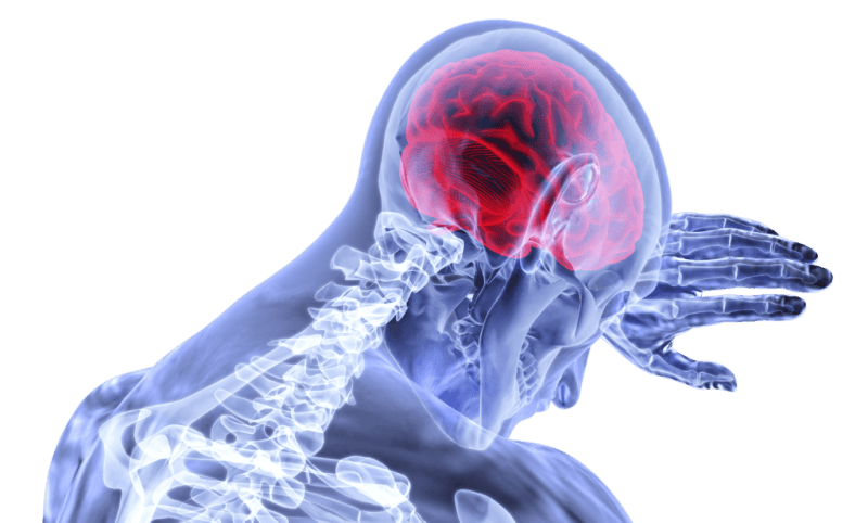 Naegleria fowleri attaque le tissu cérébral, ce qui rend les dommages souvent irréparables. // Source : Pixabay