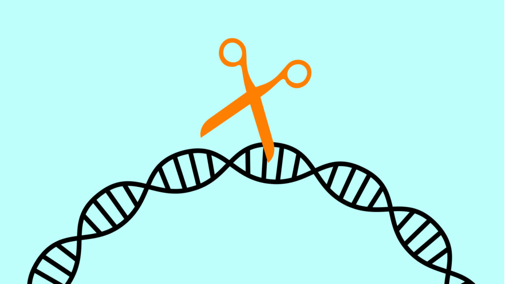 Le ciseau génétique CRISPR. // Source : Pixabay, Montage Numerama