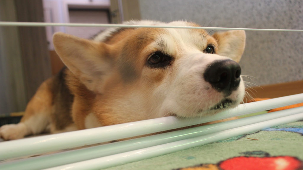 Une petite truffe de corgi 