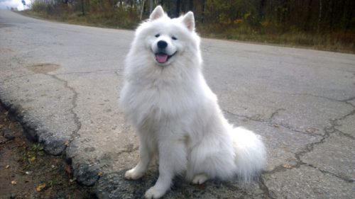 Un good doggo, attendant ses maîtres. // Source : Wikipedia