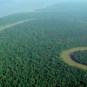 La forêt amazonienne fait 5 millions de km² et abrite un quart des espèces mondiales autant qu'une riche diversité de flore. // Source : Wikimedia Commons/lubasi