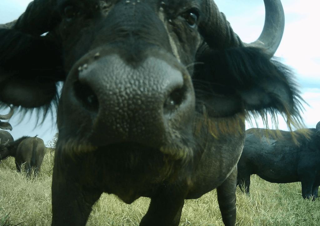 Un buffle de Serengeti. // Source : Serengeti / DeepMind