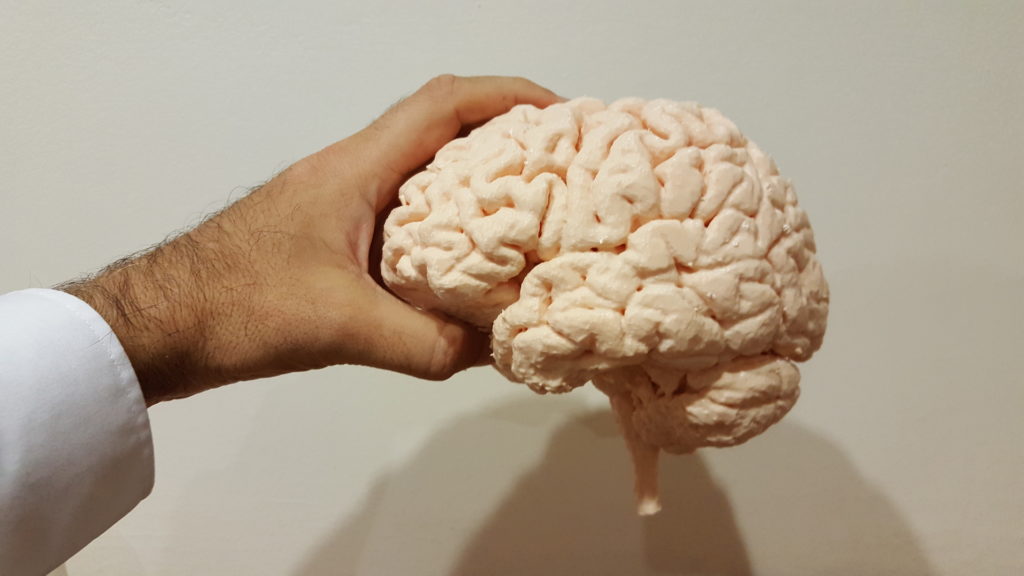 Un cerveau imprimé en 3D. // Source : Wikimedia/CC/Nevit