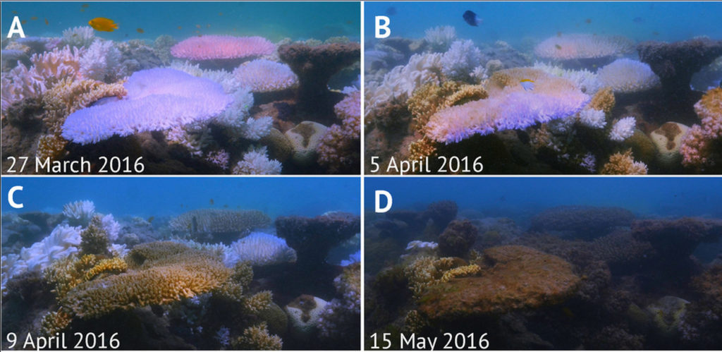 La dégradation rapide d'un récif coralien surveillé par les chercheurs. Il aura suffit de quatre mois. // Source : University of New South Wales
