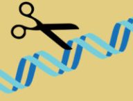 Le ciseau génétique CRISPR. // Source : Needpix/mcmurryjulie, Wikimedia/Domaine public, montage Numerama
