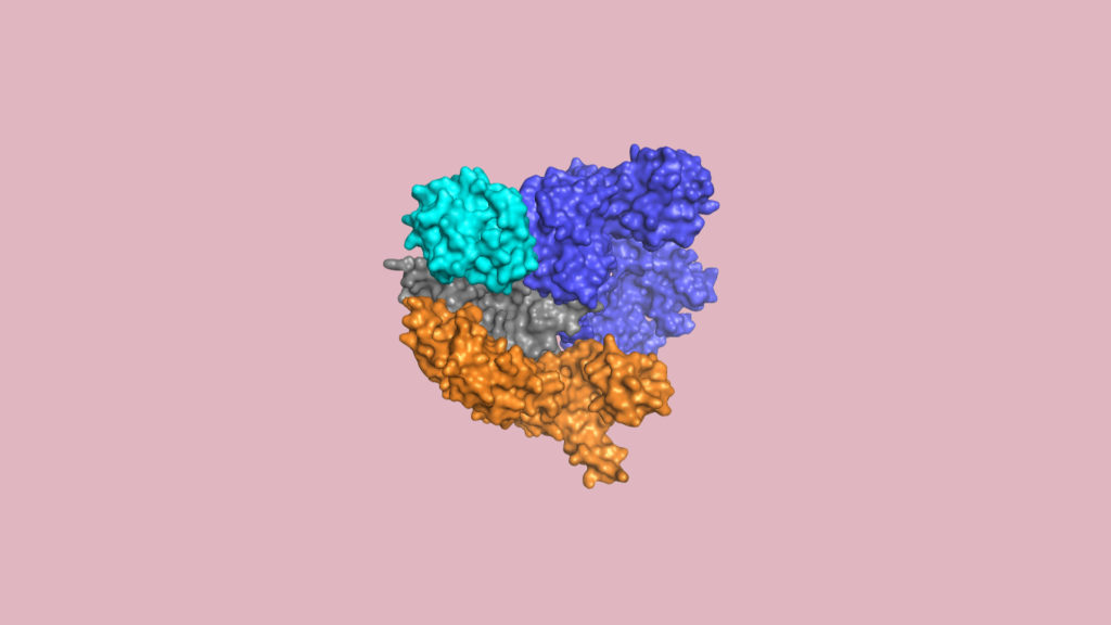 L'enzyme Cas9. // Source : Wikimedia/CC/Ben.lafrance, montage Numerama