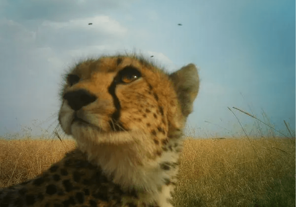 Des caméras en haute définition sont installées dans tout le Parc national de Serengeti (Tanzani). // Source : Serengeti / DeepMind