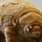 Les tardigrades peuvent résister aux radiations, au vide spatial et au froid extrême. // Source : Aditya Sainiarya