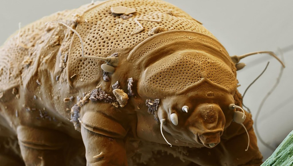 Les tardigrades peuvent résister aux radiations, au vide spatial et au froid extrême. // Source : Aditya Sainiarya