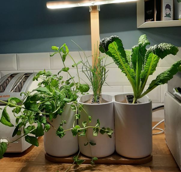 Le potager de Bérangère. Le potager de Bérangère.
