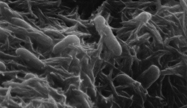 La bactérie Shewanella oneidensis. // Source : Wikimedia/CC/Gross L, PLoS Biology